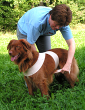 Hundeprobleme